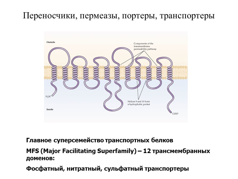 Переносчики, пермеазы, портеры, транспортеры Главное суперсемейство транспортных белков  MFS (Major Facilitating Superfamily) –